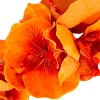 Orange orchid flower headband by Max Alexander - Image 3