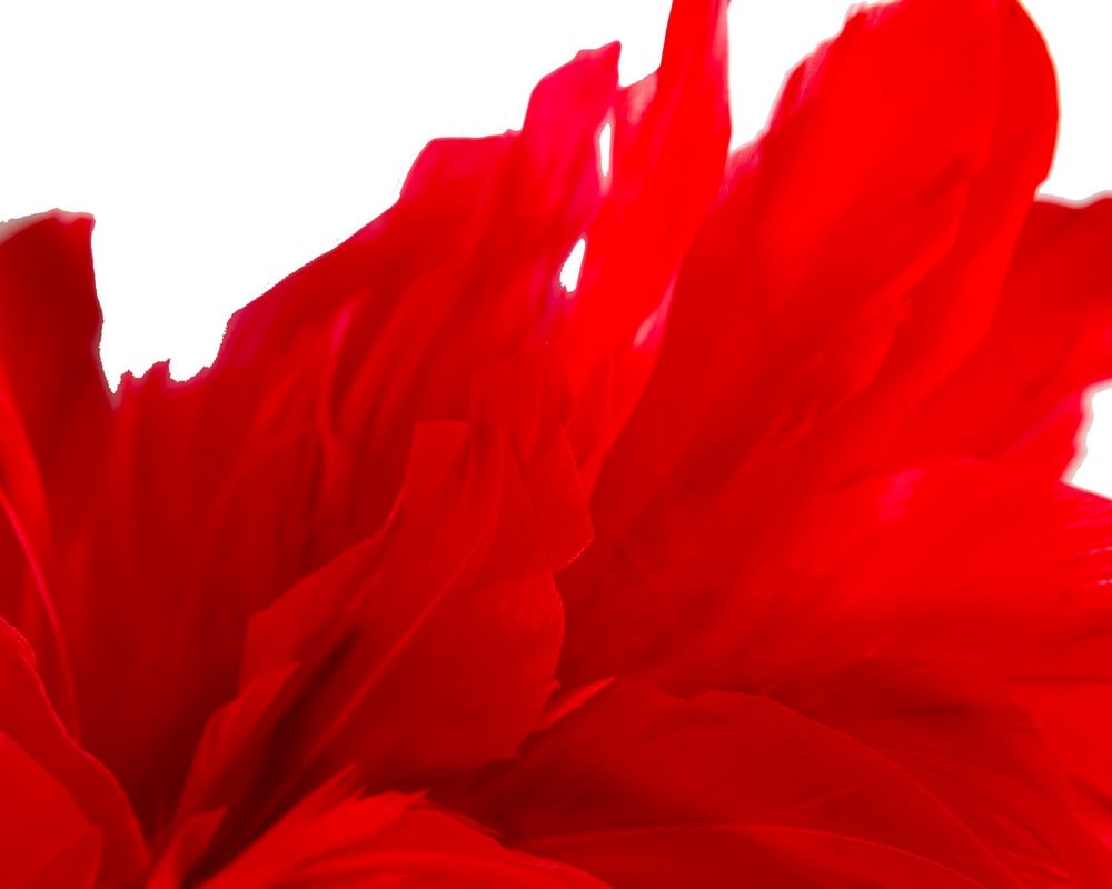 Red feather bunch fascinator by Max Alexander - Image 3