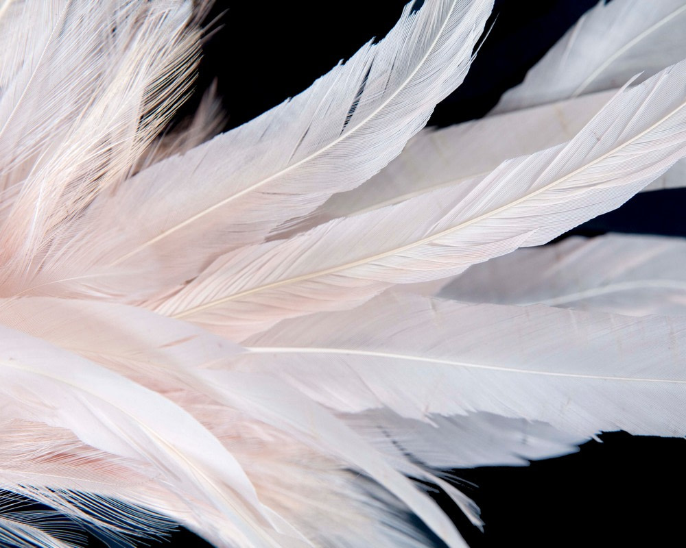 Exclusive nude feather fascinator - Hats From OZ Exclusive nude feather fascinator - Image 3