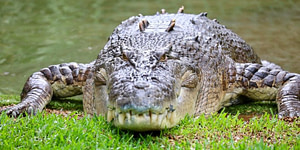 Crocodile Leather Hat Permit